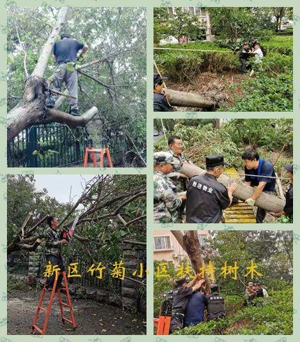 新區扶樹.jpg
